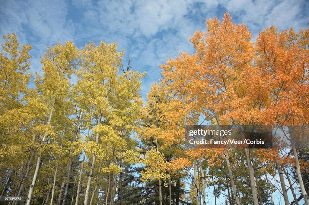 Aspen trees on fall day