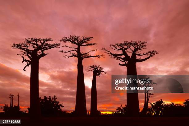 sunset over alley of the baobabs, madagascar - avenida imagens e fotografias de stock