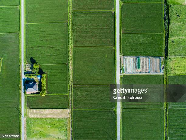 aerial view of paddy field - rice paddy stock pictures, royalty-free photos & images