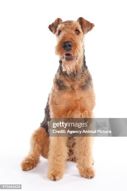 studioaufnahme airedale terrier - studioaufnahme 個照片及圖片檔