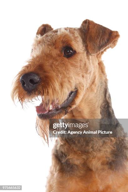 studioaufnahme airedale terrier - studioaufnahme 個照片及圖片檔