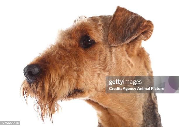 studioaufnahme airedale terrier - studioaufnahme 個照片及圖片檔