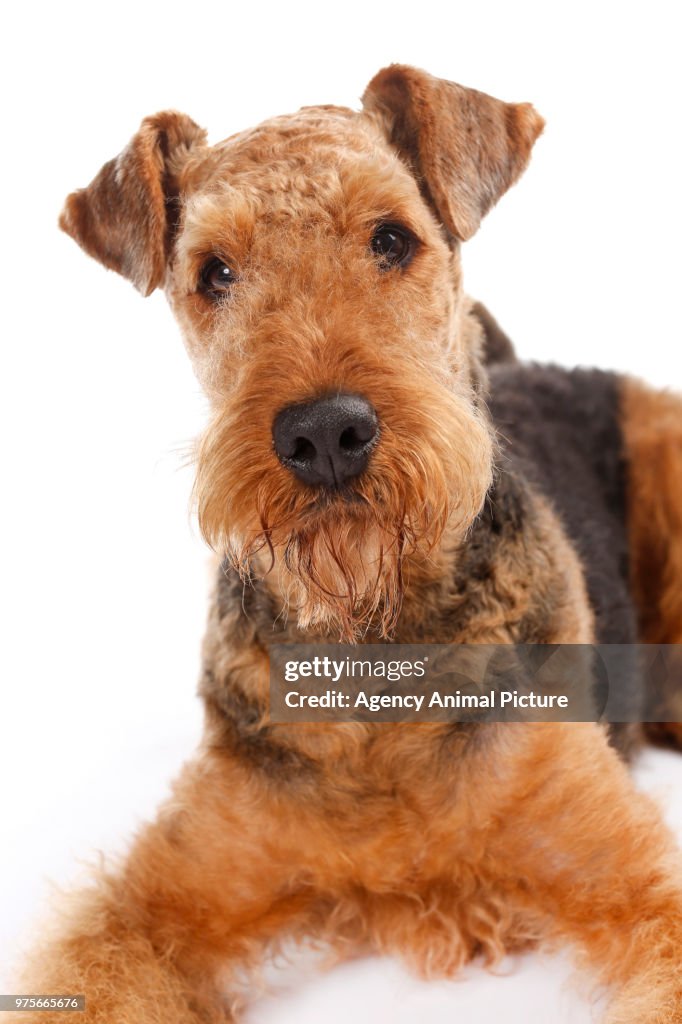 Studioaufnahme Airedale Terrier