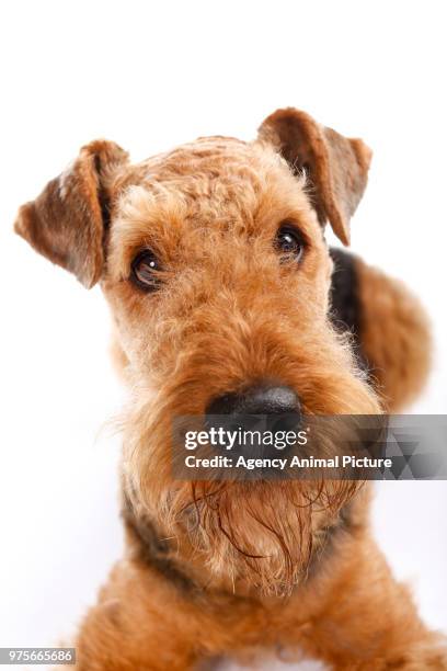 studioaufnahme airedale terrier - studioaufnahme 個照片及圖片檔