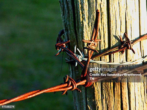 rusty barbed wire with sunlight - brentwood tennessee stock pictures, royalty-free photos & images