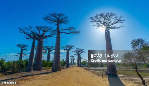 avenue de baobab, madagaskar - morondava bildbanksfoton och bilder