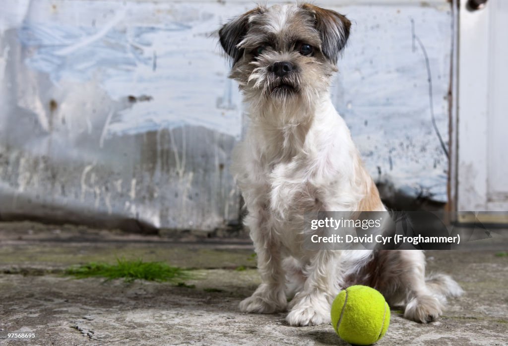 A Dog and Her Ball