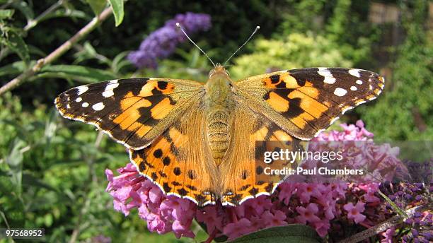 painted lady butterfly - milton keynes stock pictures, royalty-free photos & images