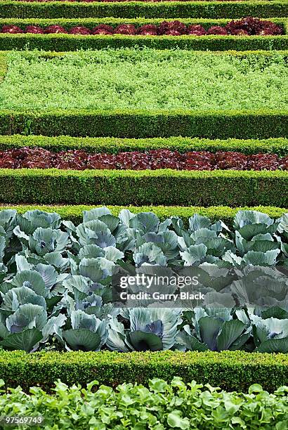 vegatable gardens - loire valley spring stock pictures, royalty-free photos & images
