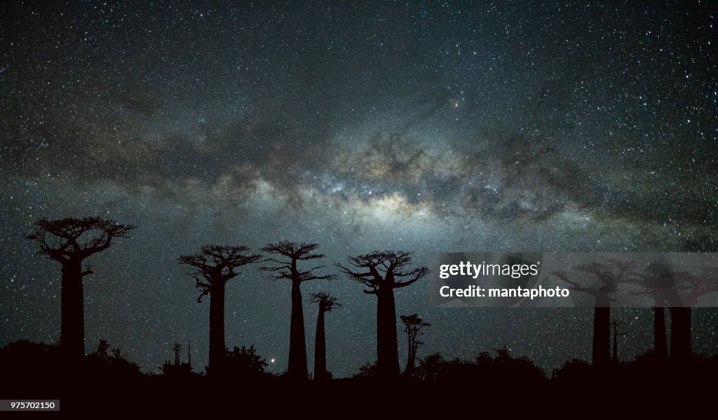Vía Láctea en la Avenida de los Baobabs