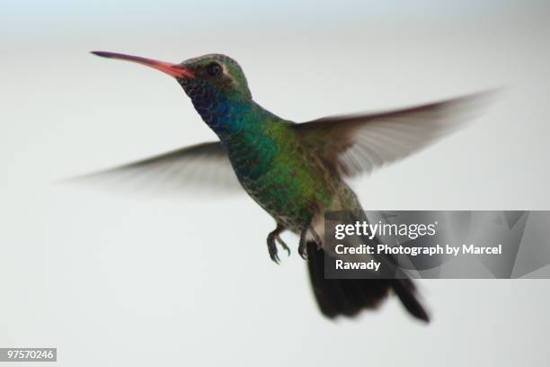 broad billed hummingbird - broad billed hummingbird stock pictures, royalty-free photos & images