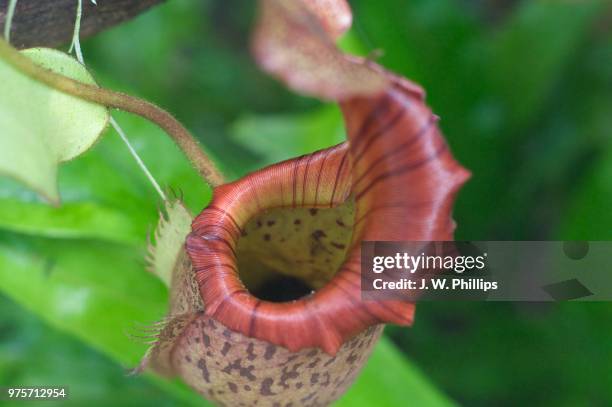 the one with the pitcher plant - pitcher plant stock pictures, royalty-free photos & images