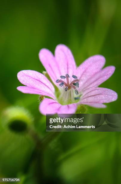 close-up of pink flower - achim lammerts stock-fotos und bilder
