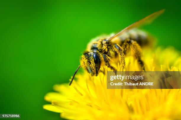 gourmande/greedy - gourmande stock pictures, royalty-free photos & images