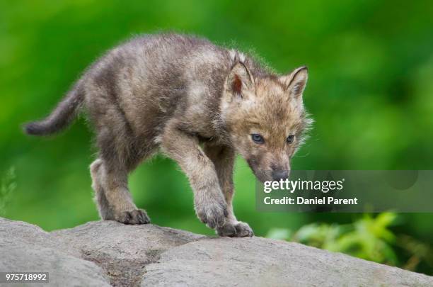 wolf pup on the move - wolf cub stock pictures, royalty-free photos & images