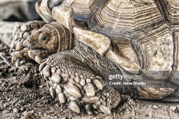 Turtle Legs Shell 1,394 Leg Shell Stock Photos, High-Res Pictures, and Images - Getty Images