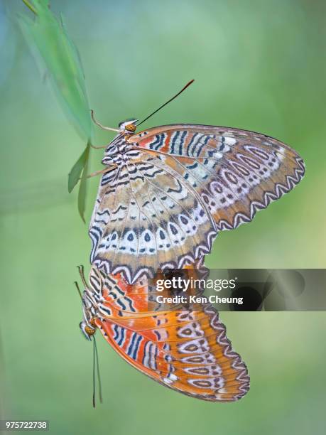 Cheung Kin Wing 1,408 Cheung Wing Stock Photos, High-Res Pictures, and Images - Getty ...