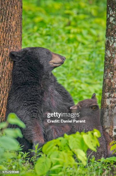 nursing bear - omnivorous stock pictures, royalty-free photos & images