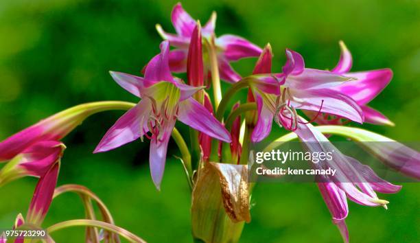 Rose Canady 641 Canady Stock Photos, High-Res Pictures, and Images - Getty Images