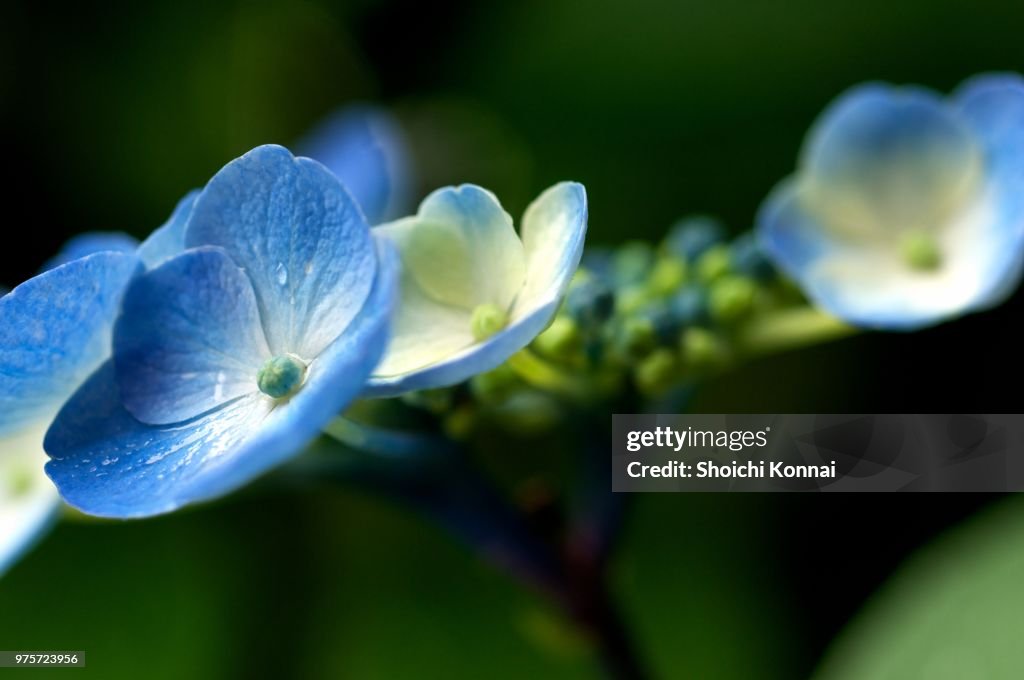 Hydrangea
