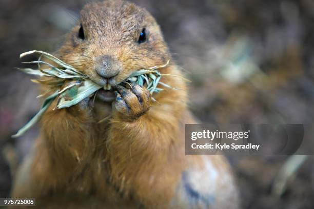 prairie dog eating - pika foto e immagini stock