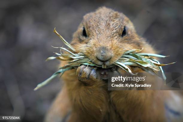 prairie dog - pika foto e immagini stock