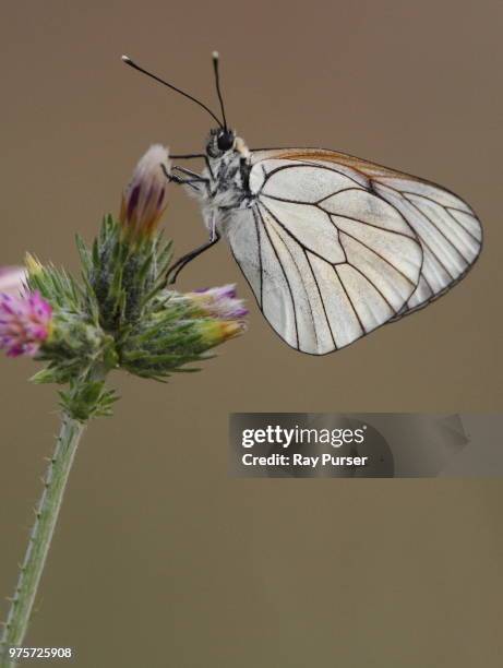 black-veined white (aporia crataegi) on thistle, lesvos, greece - groot geaderd witje stockfoto's en -beelden