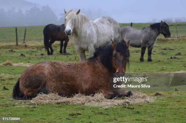 horses at blair castle - blair castle stock pictures, royalty-free photos & images
