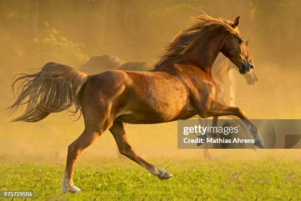 a galloping horse. - running horse stock pictures, royalty-free photos & images