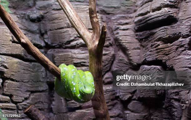 sleeping snake - sleeping snake stock pictures, royalty-free photos & images