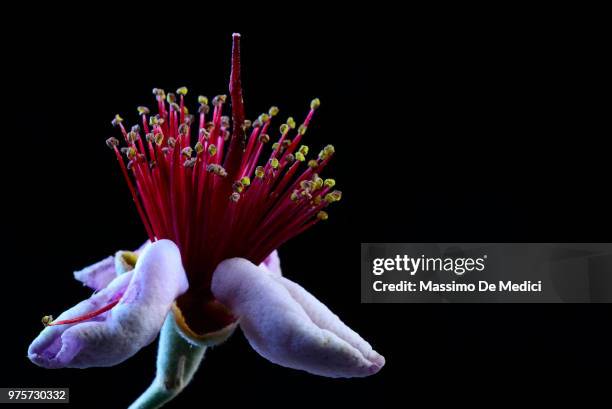 guaiaibo del brasile o, feijoa sellowiana - brasile fotografías e imágenes de stock