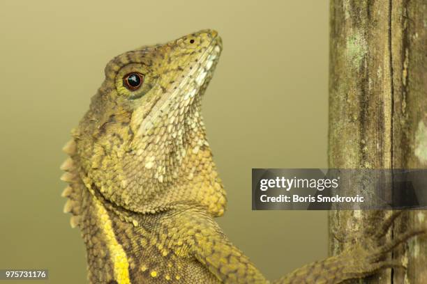 taiwanese lizard - frilled lizard stock-fotos und bilder