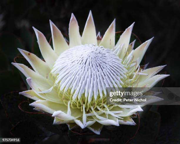 king protea - protea stock pictures, royalty-free photos & images