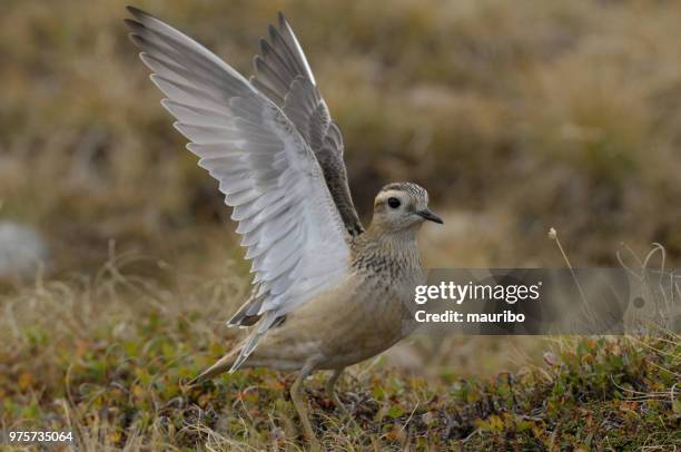 eurasian dotterel (charadrius morinellus) - mountain plover stock pictures, royalty-free photos & images