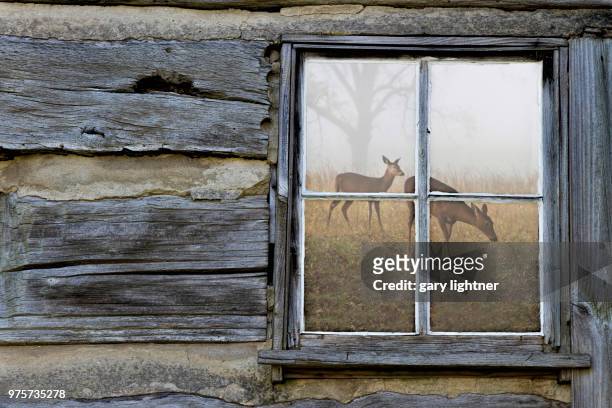 two grazing roe deer reflecting in window of old wooden house, cades cove, north carolina state, usa - cades cove foto e immagini stock