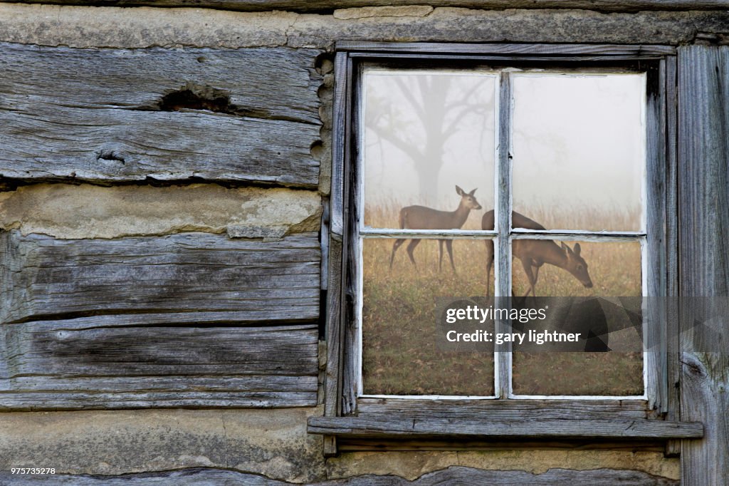 Two grazing roe deer reflecting in window of old wooden house, Cades Cove, North Carolina State, USA