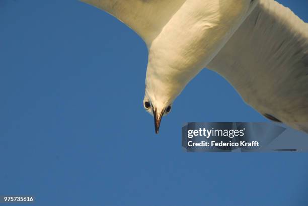 gaviota (larus argentatus) - gaivota stock pictures, royalty-free photos & images