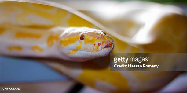 albino burmese python - indian python imagens e fotografias de stock