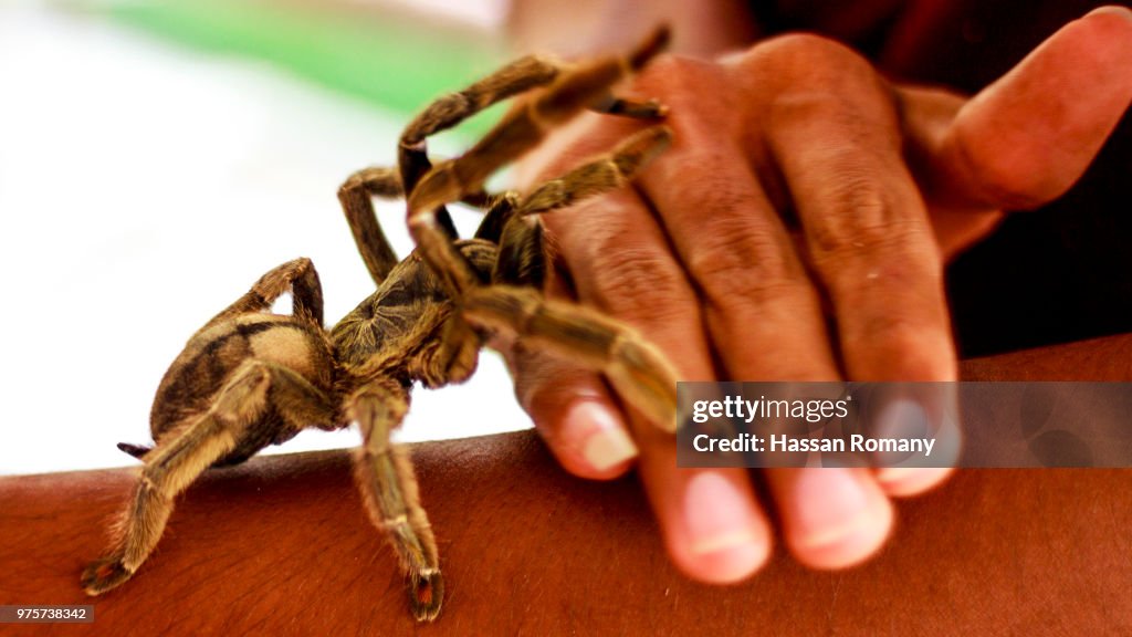 Trinidad Chevron Spider