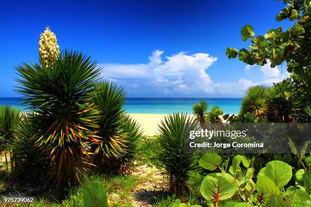 lush exotic flora on beach, varadero, matanzas, cuba - kuba strand stock-fotos und bilder