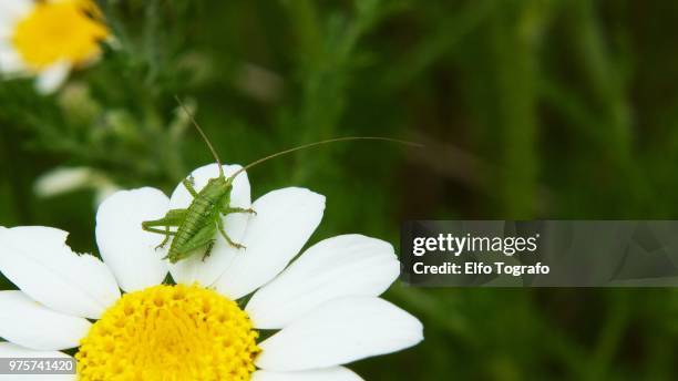 baby grasshopper - elfo stock-fotos und bilder