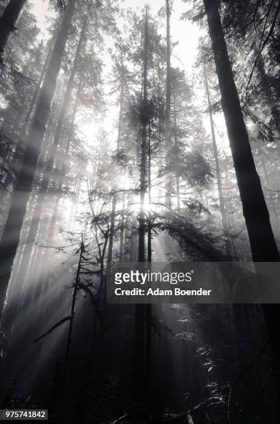 sunbeams between trees in forest - adam ray stock pictures, royalty-free photos & images
