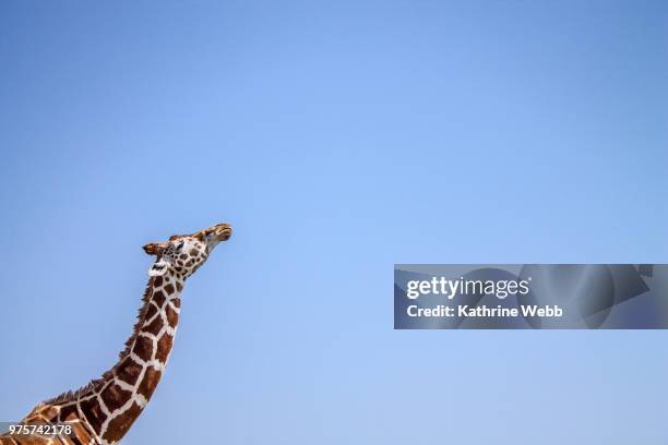 606 Giraffe Height Stock Photos, High-Res Pictures, and Images - Getty