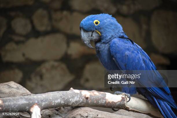 dark blue parrot - arara azul grande imagens e fotografias de stock