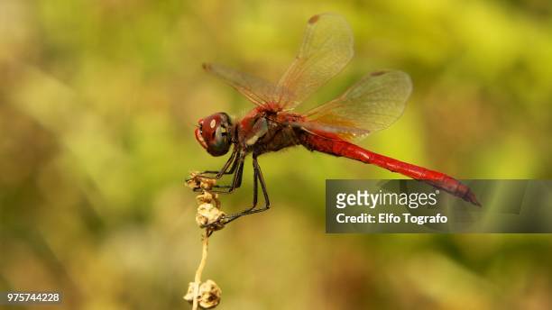 red dragonfly - elfo stock-fotos und bilder