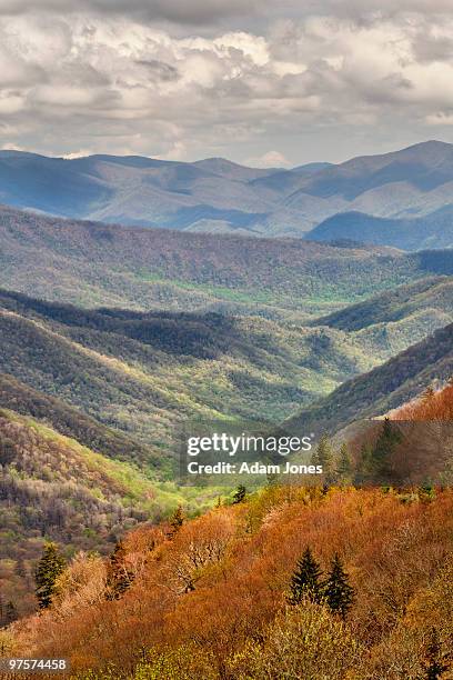 mountains of early spring color - newfound gap 個照片及圖片檔