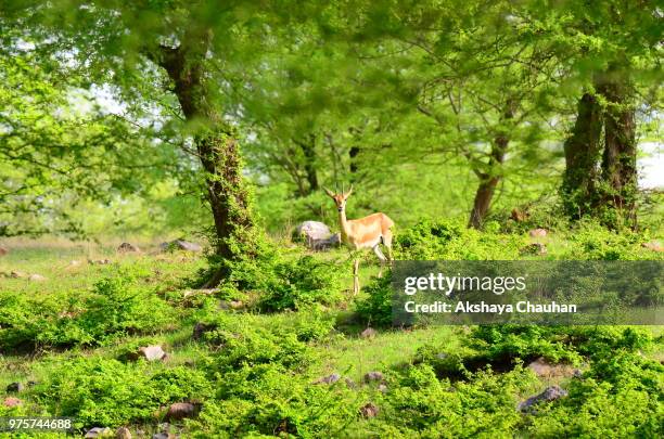 chinkara deer - chinkara stock pictures, royalty-free photos & images
