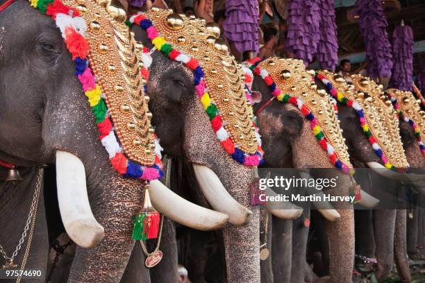 decorated temple elephants - cochin stockfoto's en -beelden