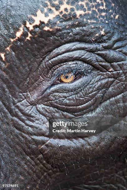 close-up of indian elephant eye - kerala elephants fotografías e imágenes de stock