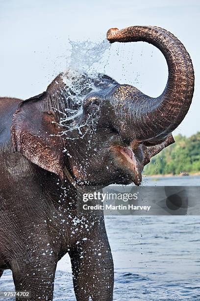 indian elephant having a splash - elefantenrüssel stock-fotos und bilder